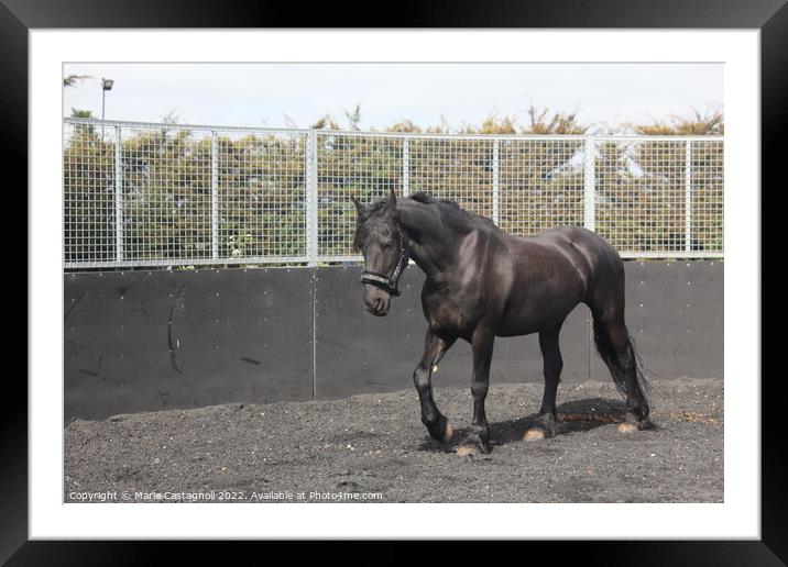 A Black Mare Taking exercise Framed Mounted Print by Marie Castagnoli