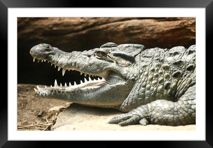 Prehistoric   Crocodile  Framed Mounted Print by Marie Castagnoli