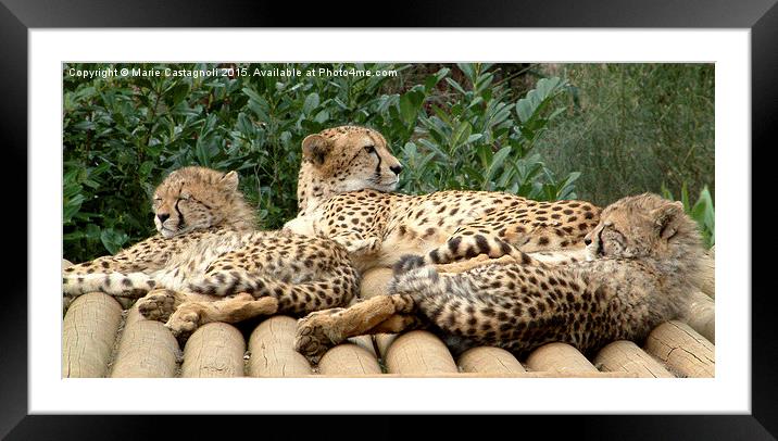    Mother And Cubs Framed Mounted Print by Marie Castagnoli