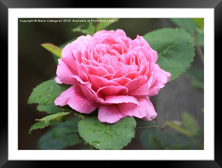   Beautiful in Pink  Framed Mounted Print by Marie Castagnoli