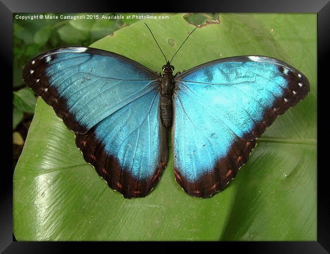  Blue Morpho Butterfly Framed Print by Marie Castagnoli