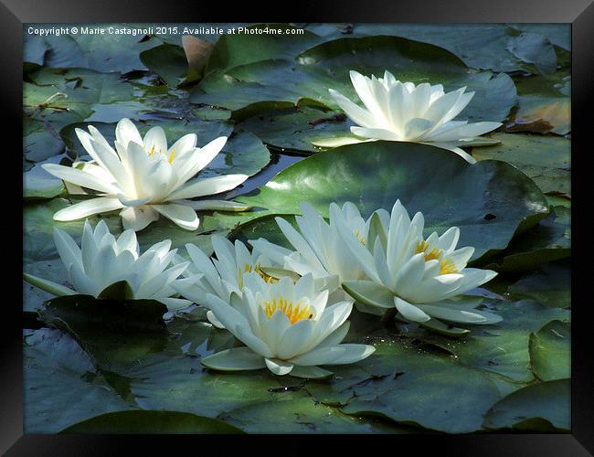  Water Lily's Framed Print by Marie Castagnoli