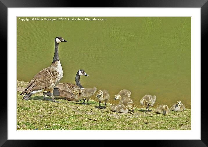  Dad's and their Fledglings Framed Mounted Print by Marie Castagnoli