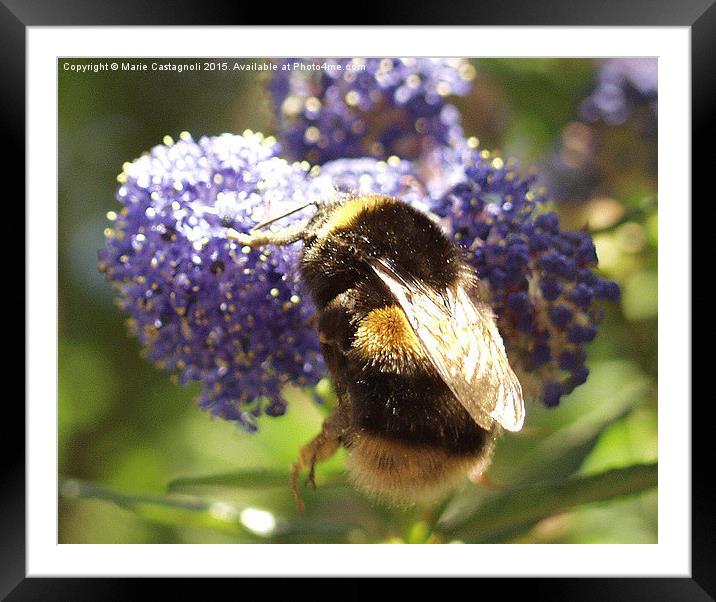  Honey To the Bee Framed Mounted Print by Marie Castagnoli