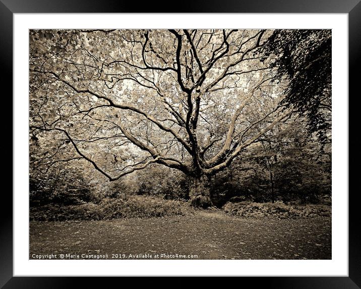 The Old Oak Reaching Out Framed Mounted Print by Marie Castagnoli