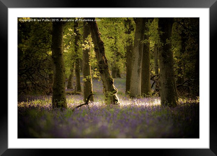  Kinclaven bluebells Framed Mounted Print by Ian Potter