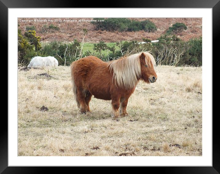 Shetland Pony Framed Mounted Print by Mandy Hay