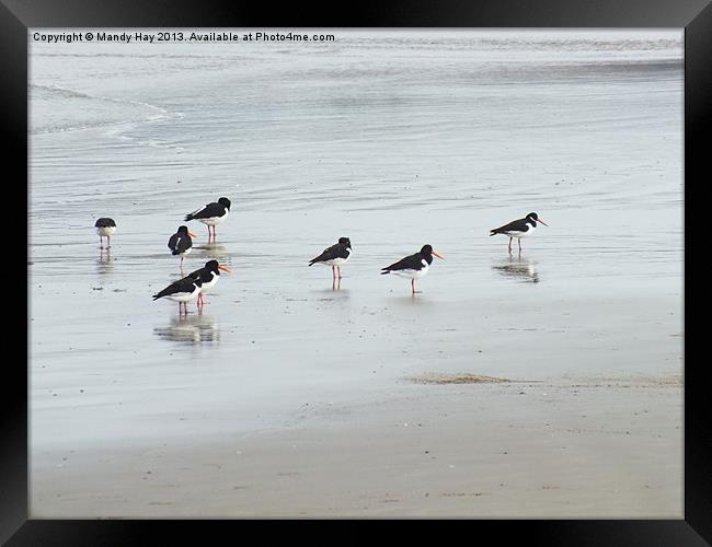 Oystercatchers Lineup Framed Print by Mandy Hay