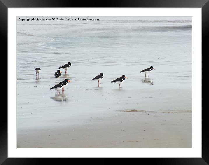 Oystercatchers Lineup Framed Mounted Print by Mandy Hay