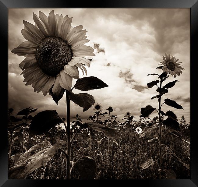 Sunflowers Framed Print by Paula Puncher
