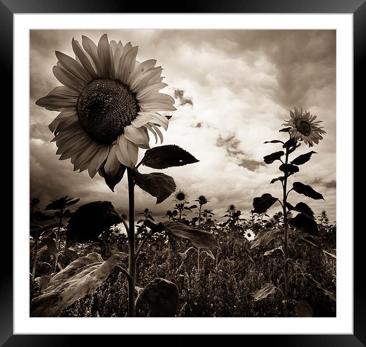 Sunflowers Framed Mounted Print by Paula Puncher
