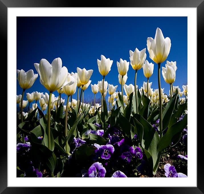 Tulips Framed Mounted Print by Paula Puncher