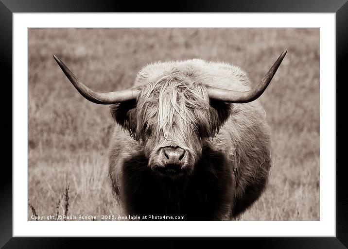 Highland Cow Stare Framed Mounted Print by Paula Puncher