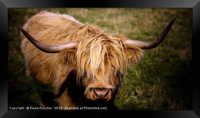 Highland Cow  Framed Print by Paula Puncher