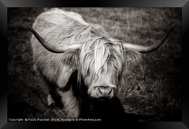 Highland cow in monochrome  Framed Print by Paula Puncher
