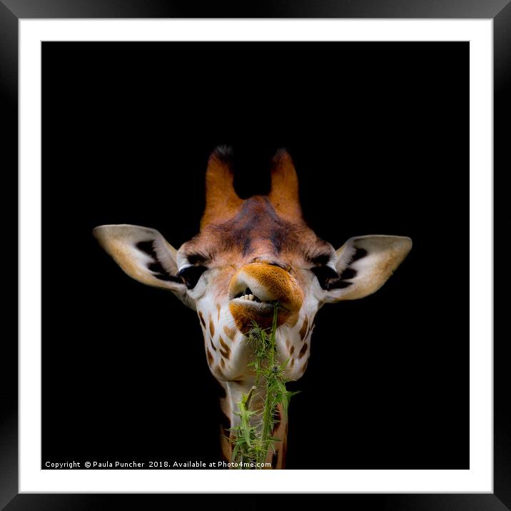  Giraffe Portrait Framed Mounted Print by Paula Puncher