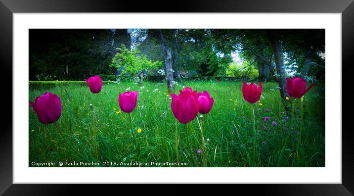  Framed Mounted Print by Paula Puncher