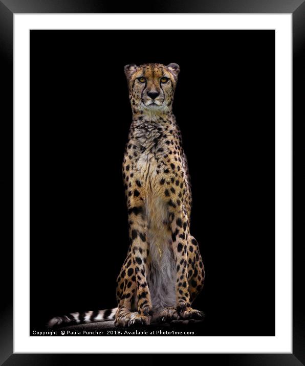 Cheetah Framed Mounted Print by Paula Puncher