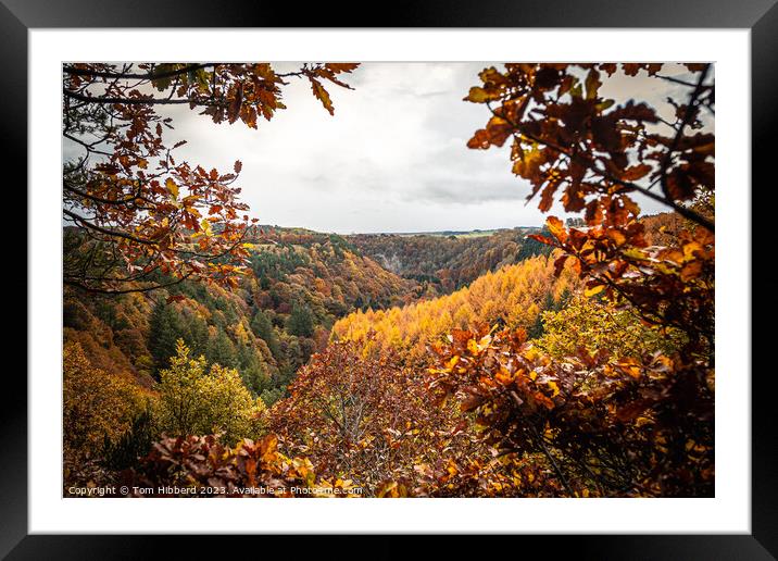 forest of colour Framed Mounted Print by Tom Hibberd