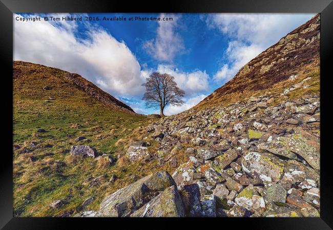Sycamore Gap, Northumberland part of Hadrian's Wal Framed Print by Tom Hibberd