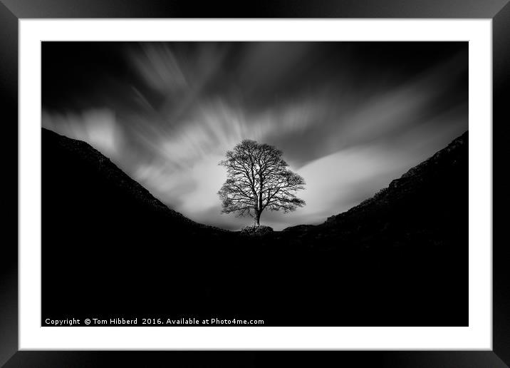 Sycamore Gap and the lonely tree Framed Mounted Print by Tom Hibberd