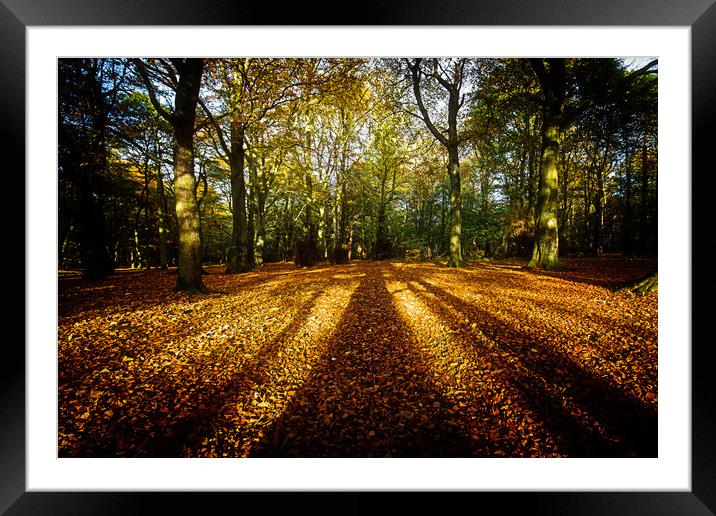 Autumnal gold Framed Mounted Print by Tom Hibberd