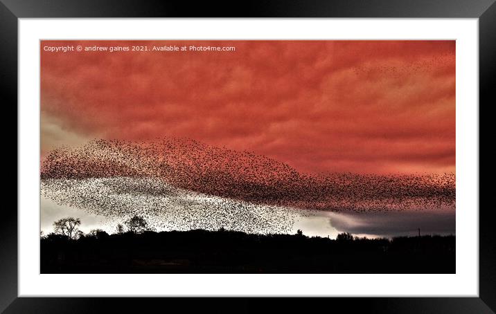  Starling Murmuration Framed Mounted Print by andrew gaines