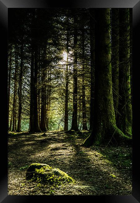 Kielder Forest Trail Framed Print by John Shahabeddin