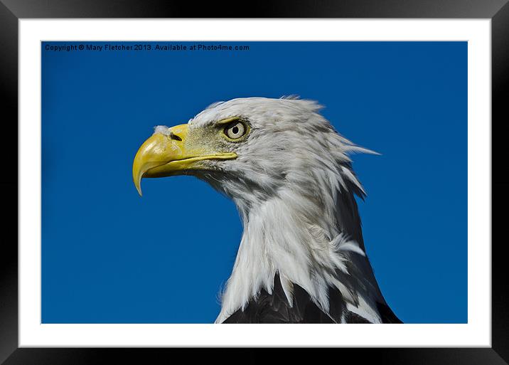 Bald Eagle Framed Mounted Print by Mary Fletcher