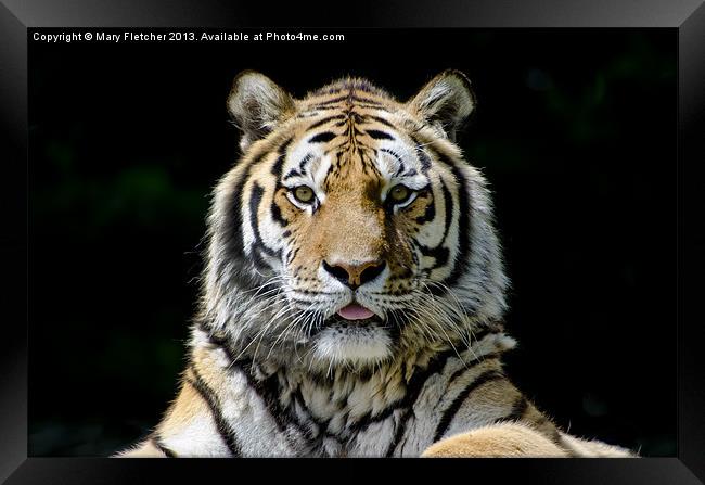 Tiger, Tiger! Framed Print by Mary Fletcher