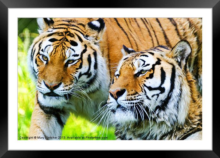 Two Tigers Framed Mounted Print by Mary Fletcher