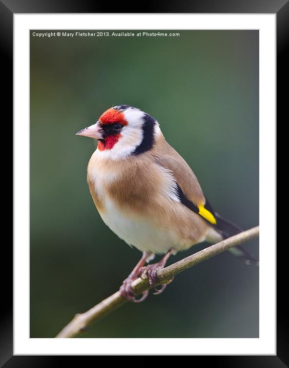 Goldfinch (Carduelis carduelis) Framed Mounted Print by Mary Fletcher