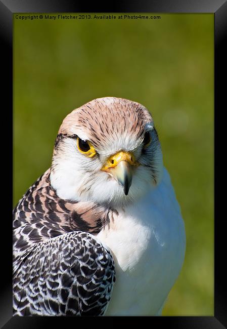 Peregrine Falcon (Falco peregrinus) Framed Print by Mary Fletcher
