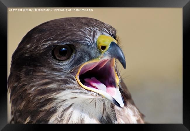 Peregrine Falcon (Falco peregrinus) Framed Print by Mary Fletcher