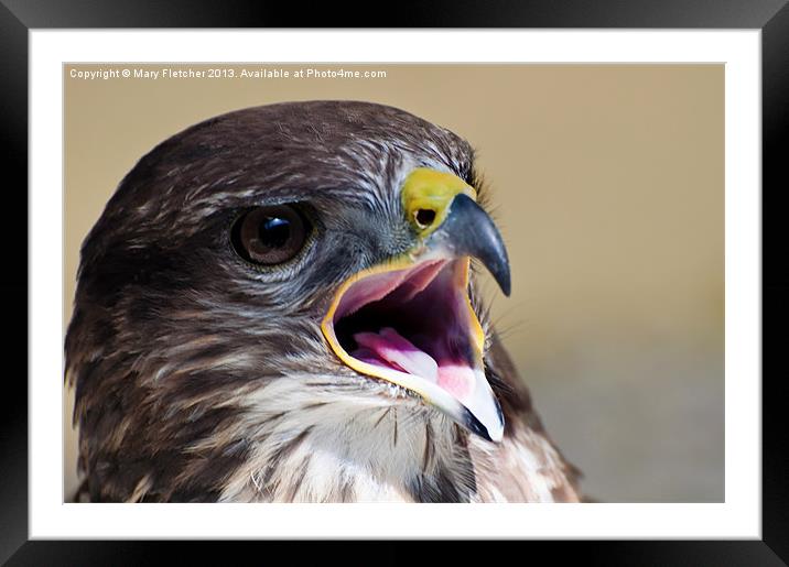 Peregrine Falcon (Falco peregrinus) Framed Mounted Print by Mary Fletcher