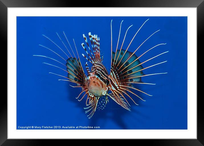 Lionfish Framed Mounted Print by Mary Fletcher