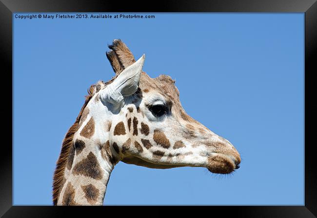 Giraffe (Giraffa camelopardalis) Framed Print by Mary Fletcher