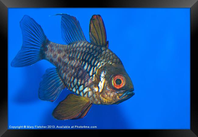 Tropical Fish Framed Print by Mary Fletcher