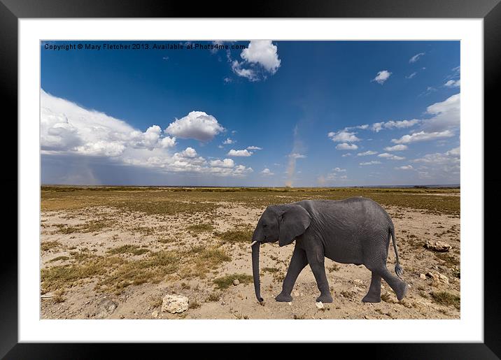 Elephant in the Desert Framed Mounted Print by Mary Fletcher