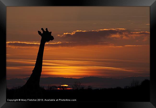 Giraffe Silhouette Framed Print by Mary Fletcher