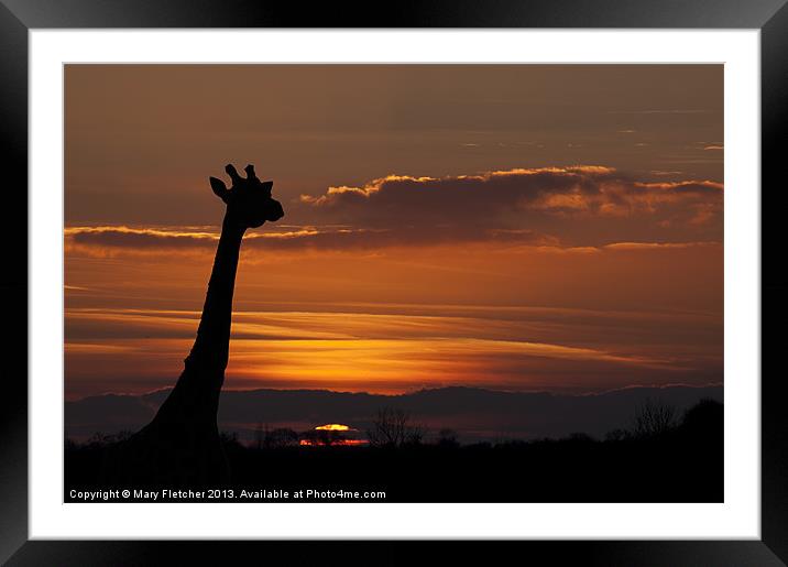 Giraffe Silhouette Framed Mounted Print by Mary Fletcher