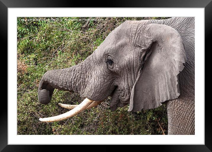 Amboseli Elephant Framed Mounted Print by Mary Fletcher