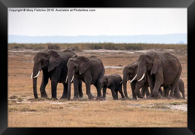  Elephant Herd Framed Print by Mary Fletcher