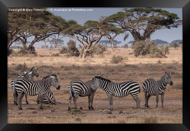  Zebras relaxing in Kenya Framed Print by Mary Fletcher