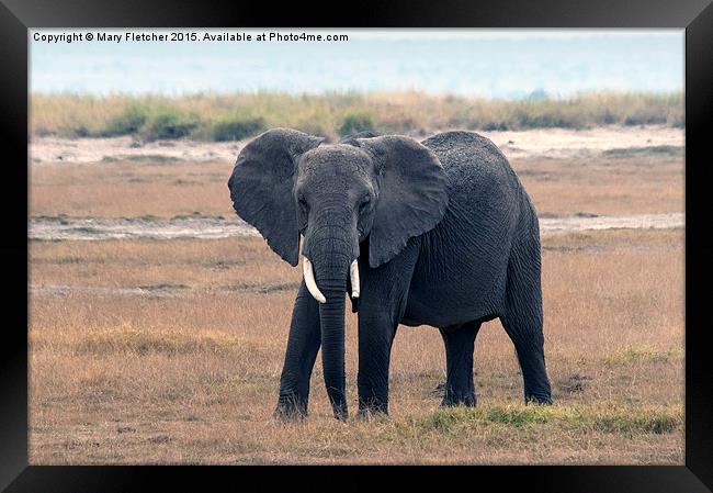  Elephant Framed Print by Mary Fletcher