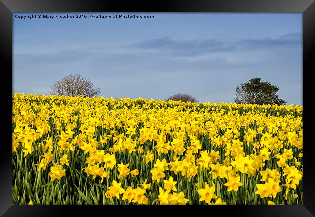  Daffodils Everywhere! Framed Print by Mary Fletcher