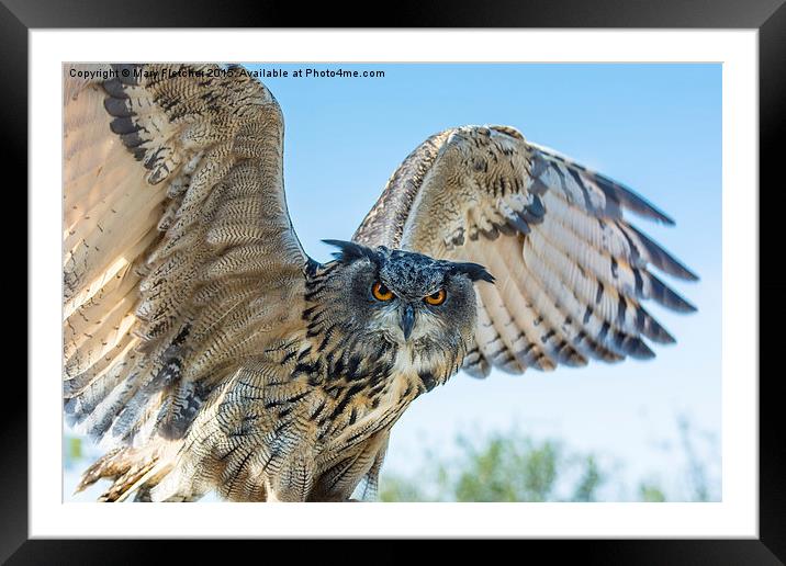  Eastern Siberian Eagle Owl Framed Mounted Print by Mary Fletcher