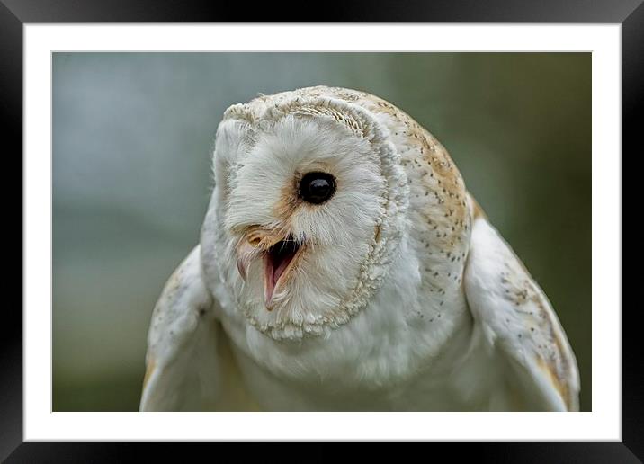 Barn Owl Chatter Framed Mounted Print by Mary Fletcher