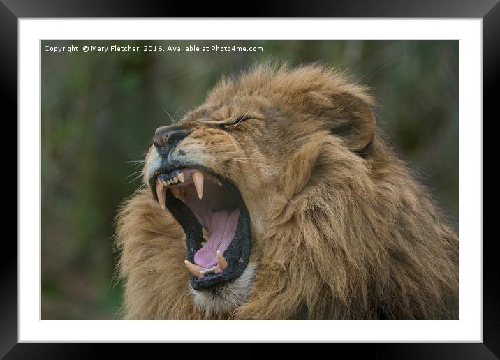 King of the Jungle Framed Mounted Print by Mary Fletcher