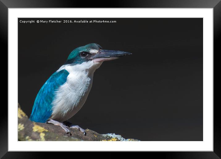 Kingfisher Framed Mounted Print by Mary Fletcher